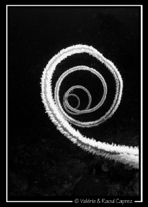 B&W spiral by Raoul Caprez 